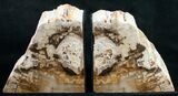 Small Cottenwood Petrified Wood Bookends - Oregon #9722-3